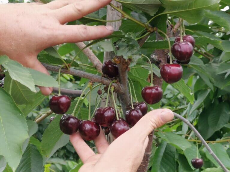 Dobroczynny Wpływ Czereśni na Dietę i Zdrowie Człowieka