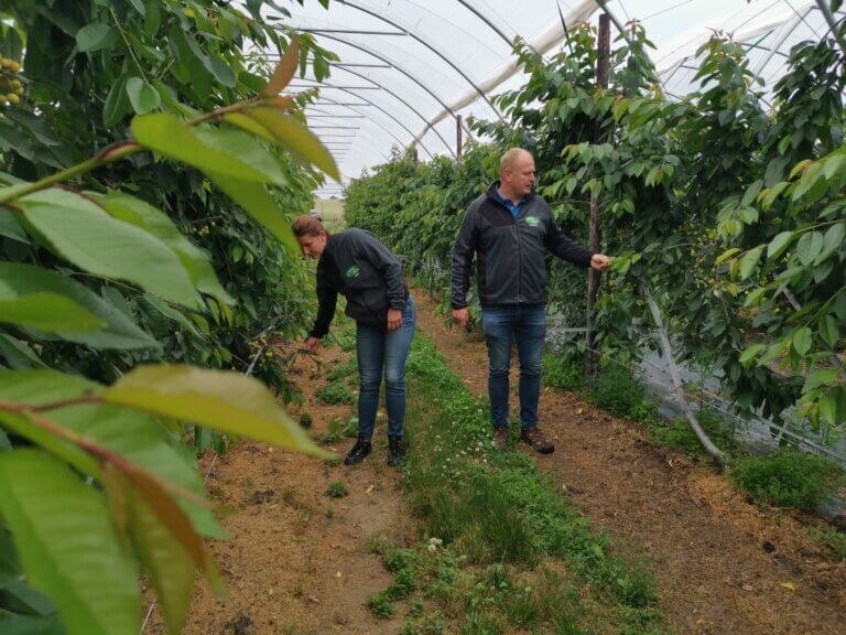 Owoc dojrzewa mimo kaprysów pogody