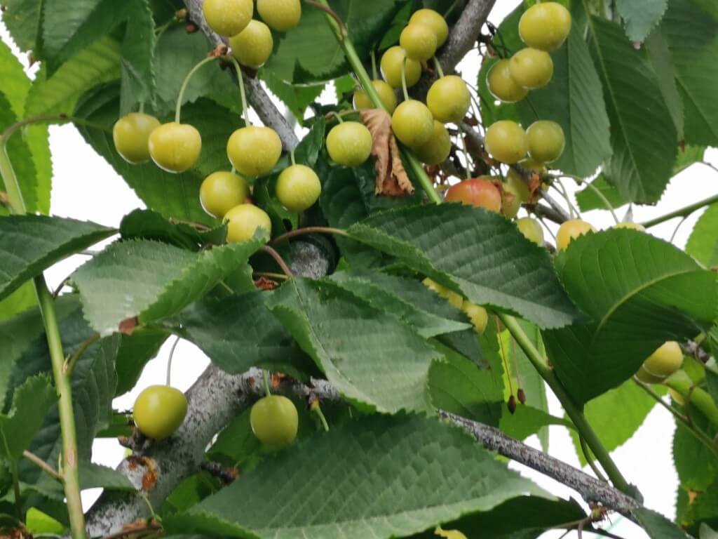 Dojrzewające owoce czereśni.