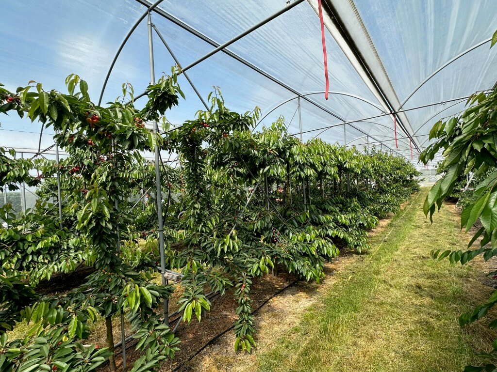 drzewka czereśniowe