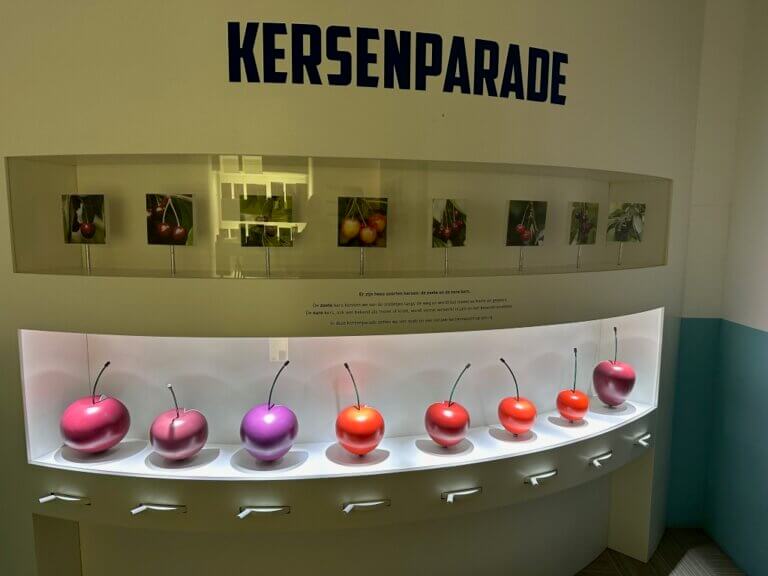 Nowe odmiany drzew czereśniowych – prosto z Niderlandów