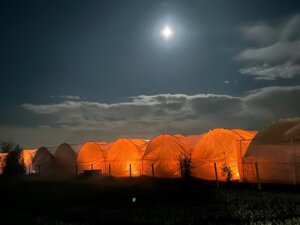 tunelowa plantacja czereśni