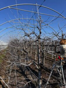 Producent czereśni pielęgnuje drzewka