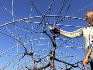 Przycinanie czereśni