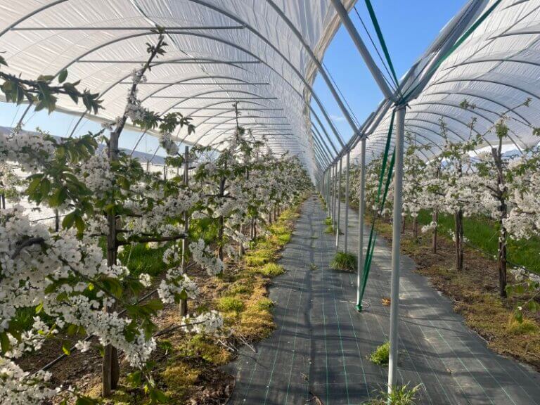 Kwitnące drzewka czereśni