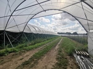Produkcja czereśni w tunelach foliowych