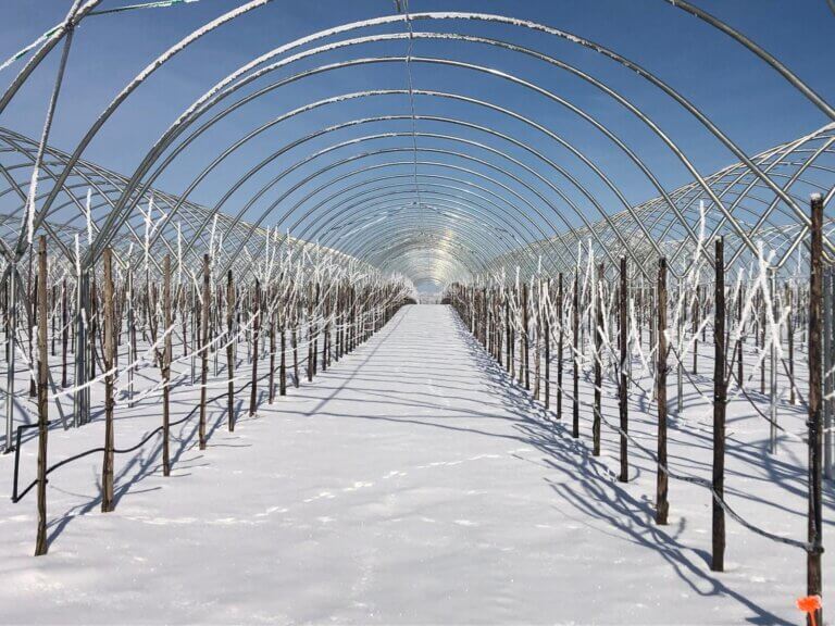 plantacja czereśni zimą
